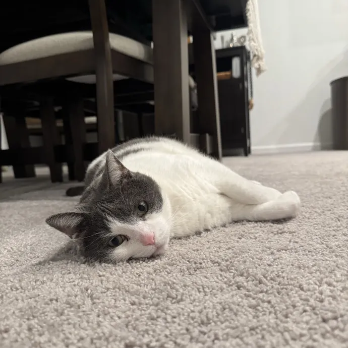 Sydni- Central Florida Pets