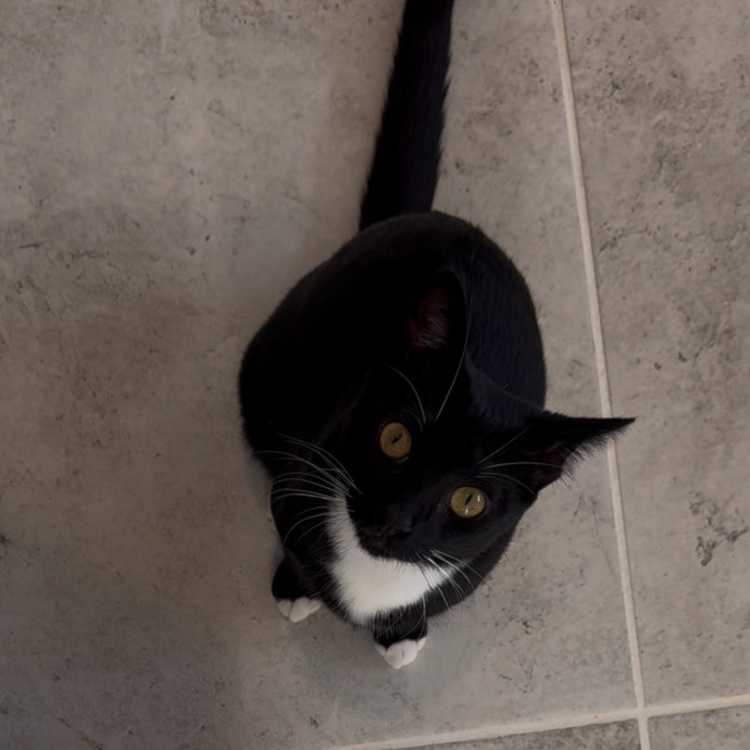 Sydni- Massachusetts Cat Sitting