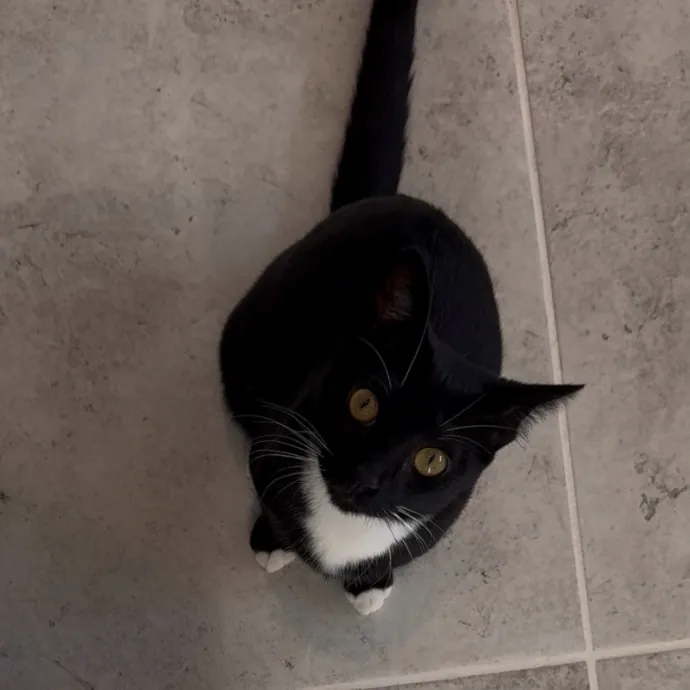 Sydni- Central Florida Pets