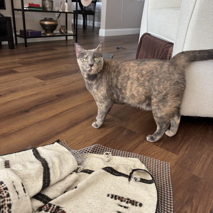 Sydni- Massachusetts Cat Sitting