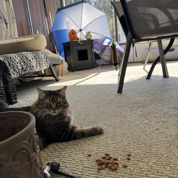 Sydni- Massachusetts Cat Sitting