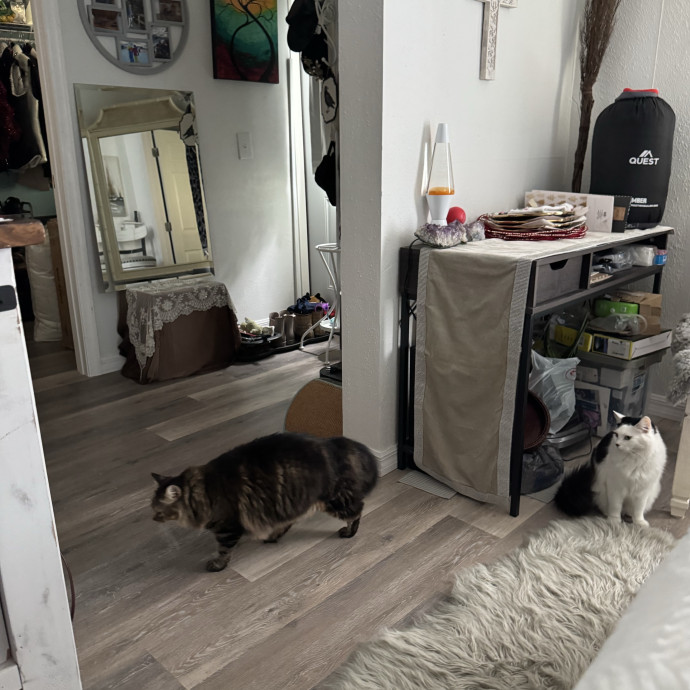 Sydni- Massachusetts Cat Sitting