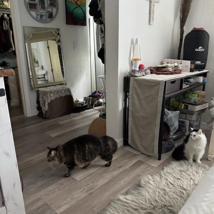 Sydni- Central Florida Pets