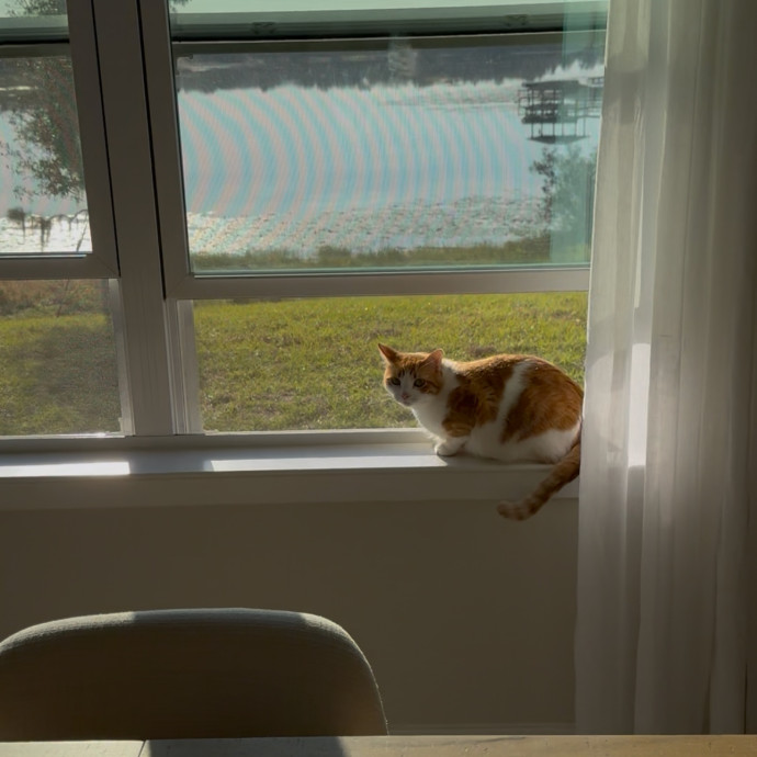 Sydni- Massachusetts Cat Sitting