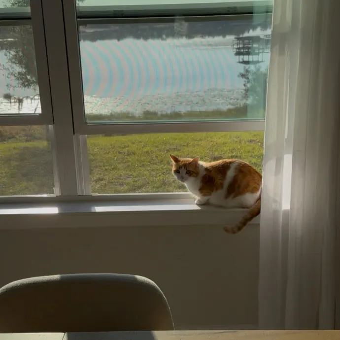 Sydni- Central Florida Pets photo 4