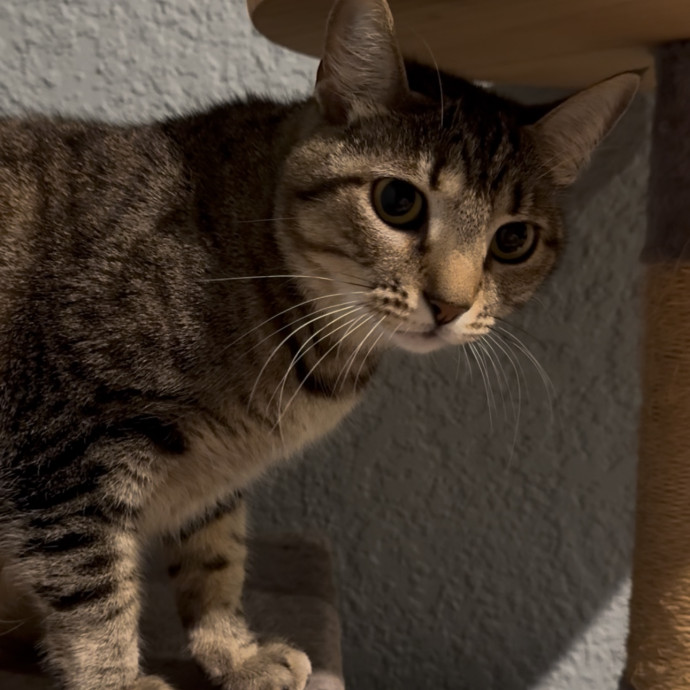 Sydni- Massachusetts Cat Sitting photo 3