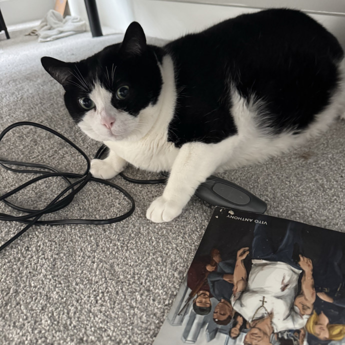 Sydni- Massachusetts Cat Sitting photo 2