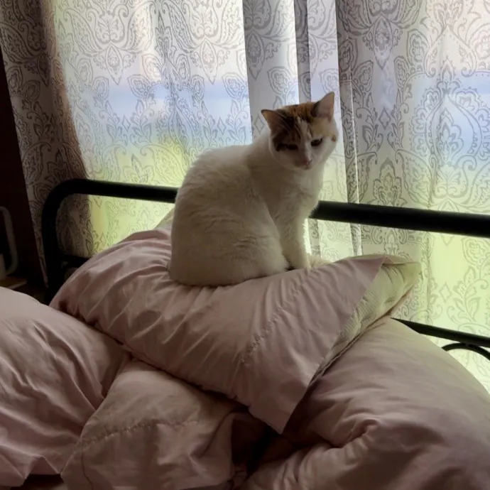 Cat Mama photo 4