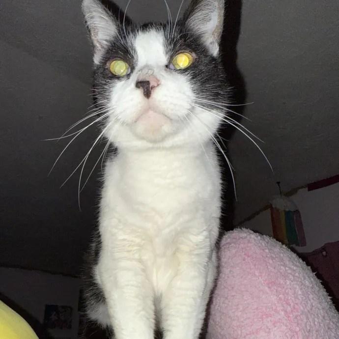 Cat Mama photo 3
