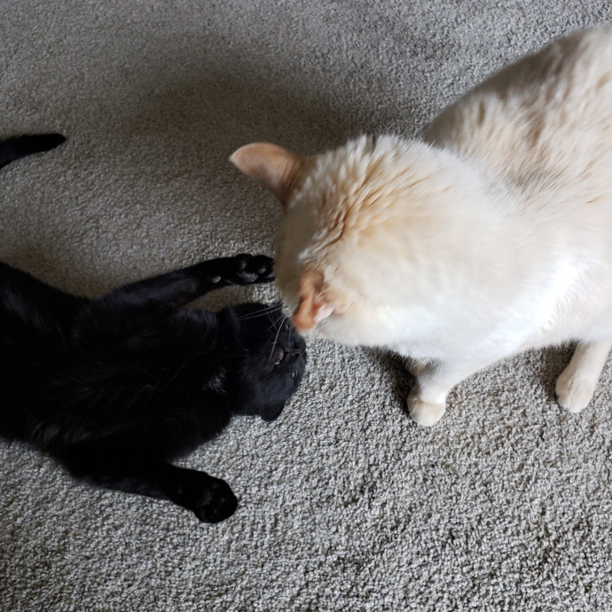 Caring Sitter Of Denver Area