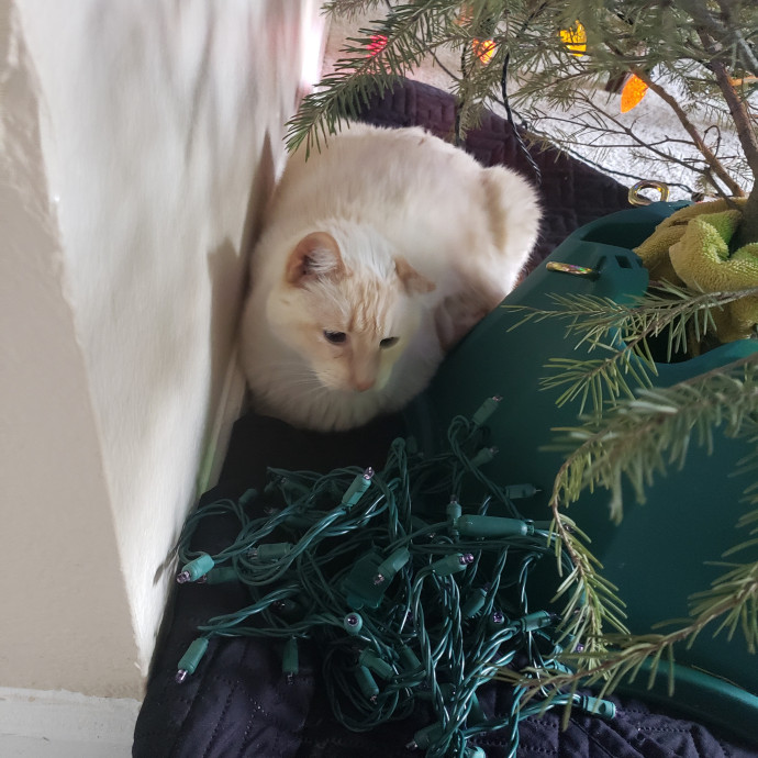 Caring Sitter Of Denver Area