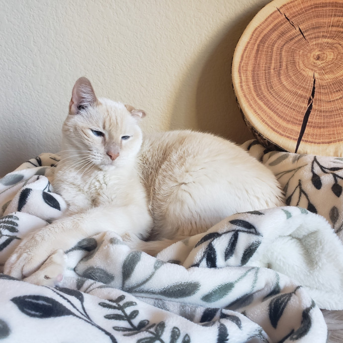 Caring Sitter Of Denver Area