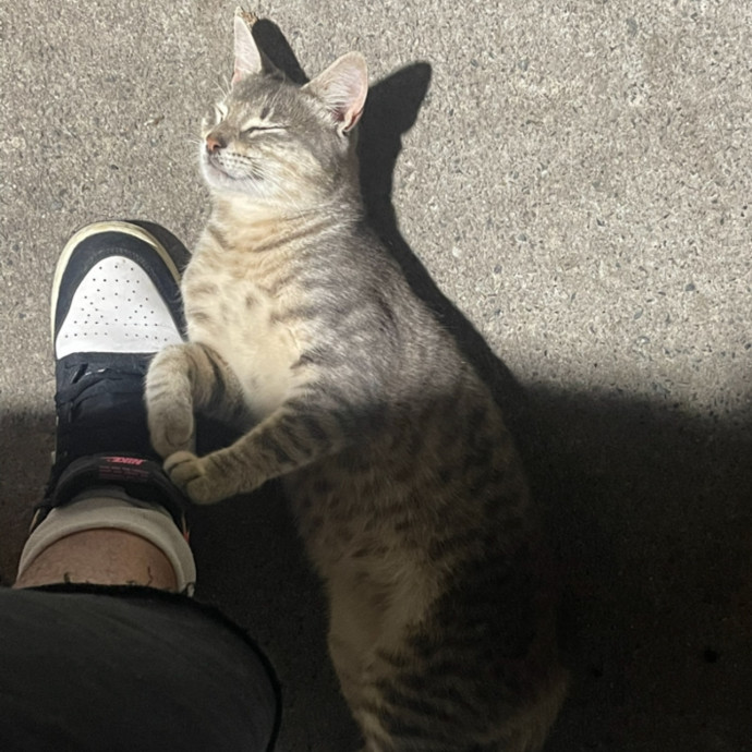 Cat Lover