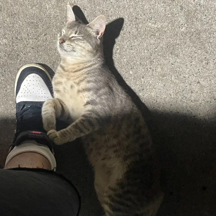 Cat Lover
