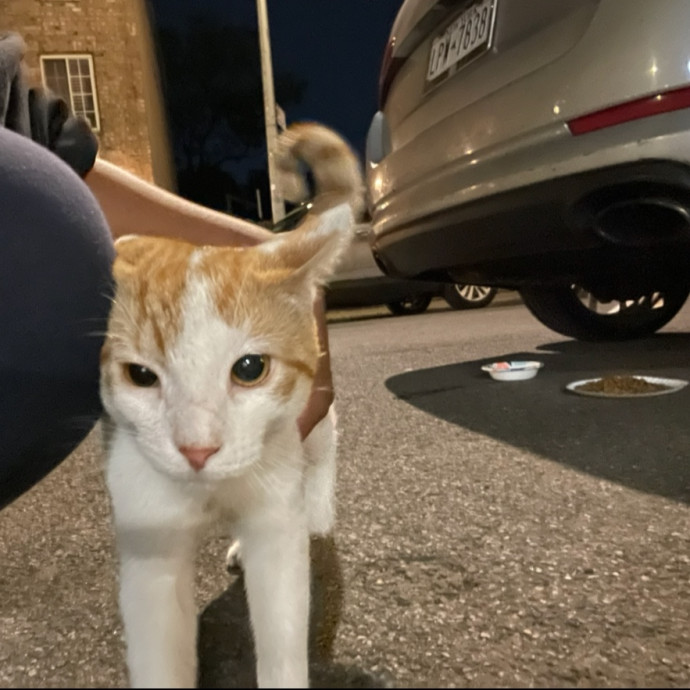 Cat Lover