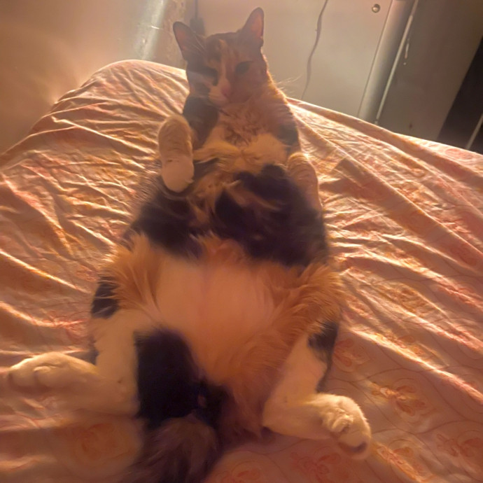 Cat Lover photo 3