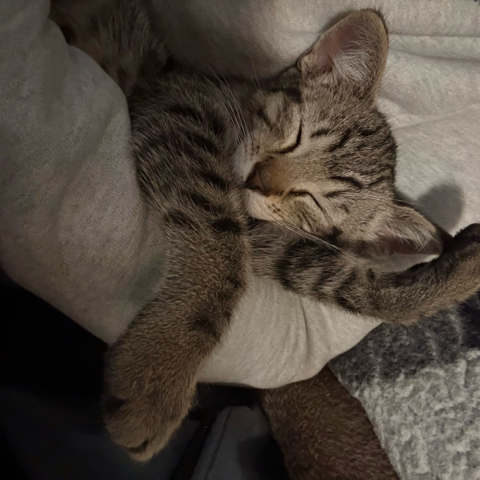 Cozy Calm Cat Corner