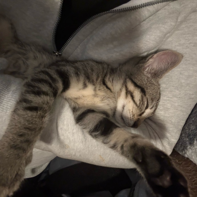 Cozy Calm Cat Corner