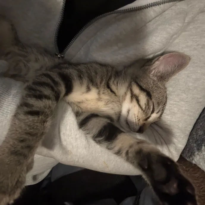 Cozy Calm Cat Corner