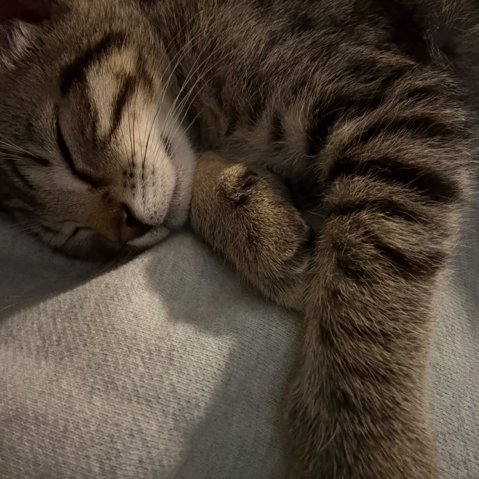 Cozy Calm Cat Corner