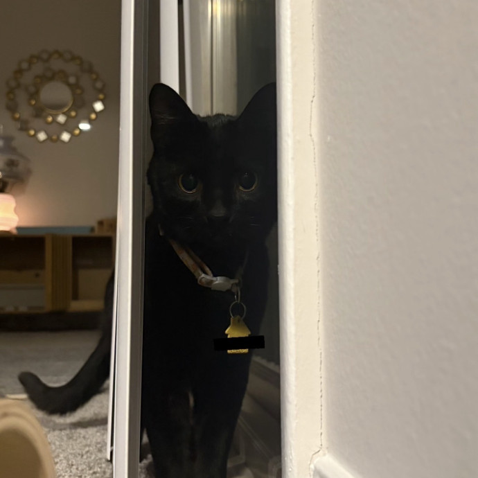 Cozy Calm Cat Corner