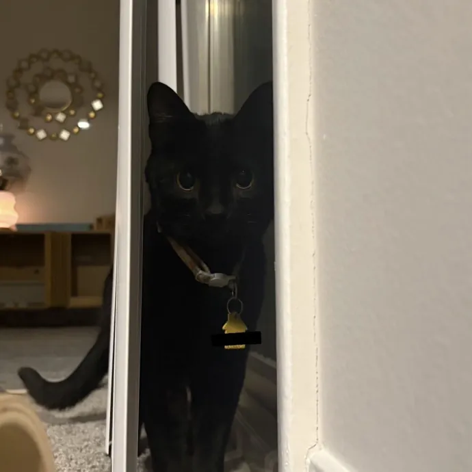 Cozy Calm Cat Corner