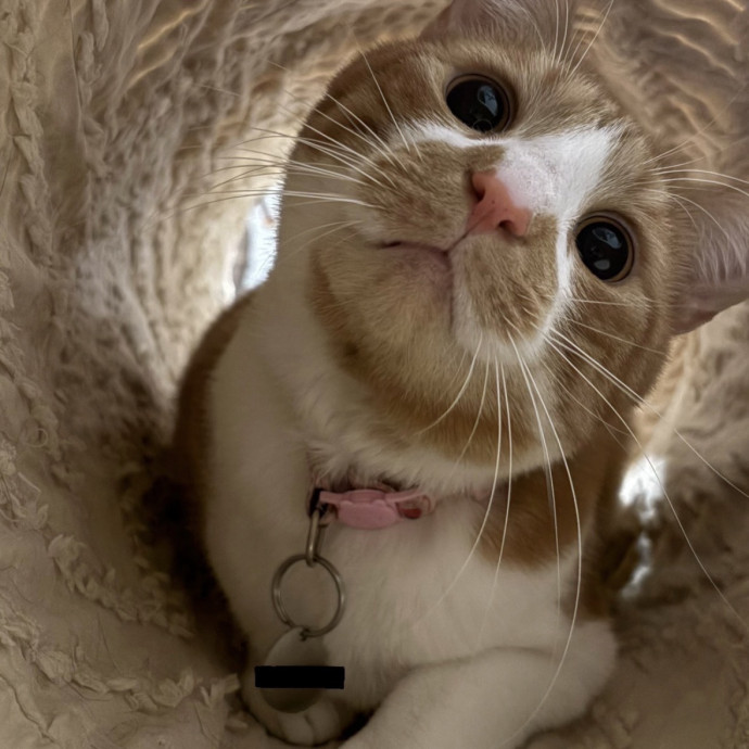 Cozy Calm Cat Corner