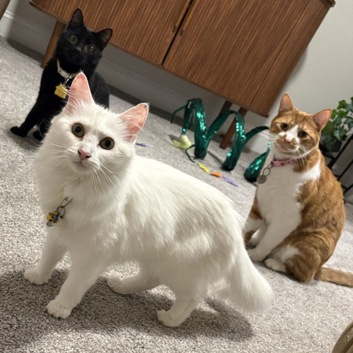 Cozy Calm Cat Corner