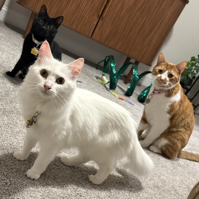 Cozy Calm Cat Corner