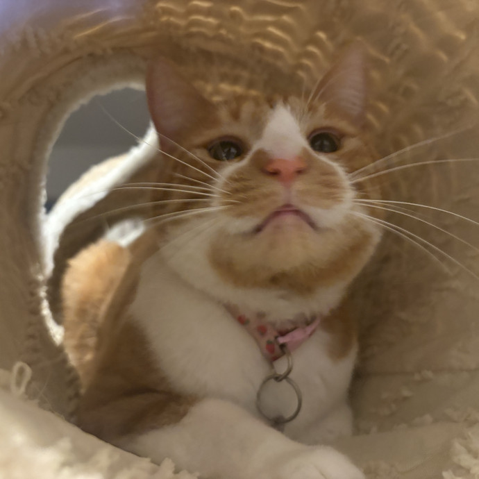 Cozy Calm Cat Corner