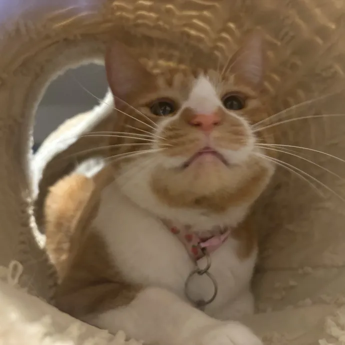 Cozy Calm Cat Corner