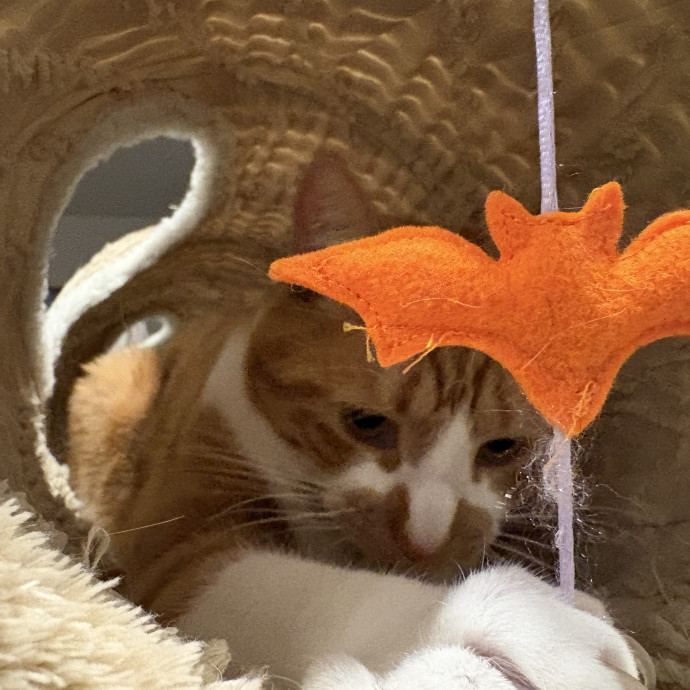 Cozy Calm Cat Corner
