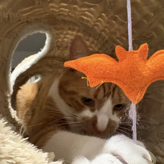Cozy Calm Cat Corner
