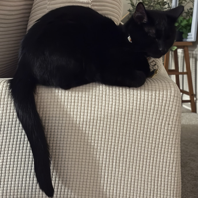 Cozy Calm Cat Corner