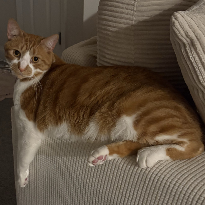 Cozy Calm Cat Corner