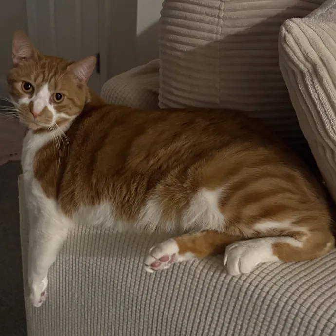Cozy Calm Cat Corner