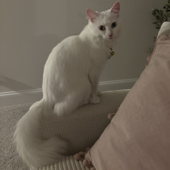 Cozy Calm Cat Corner