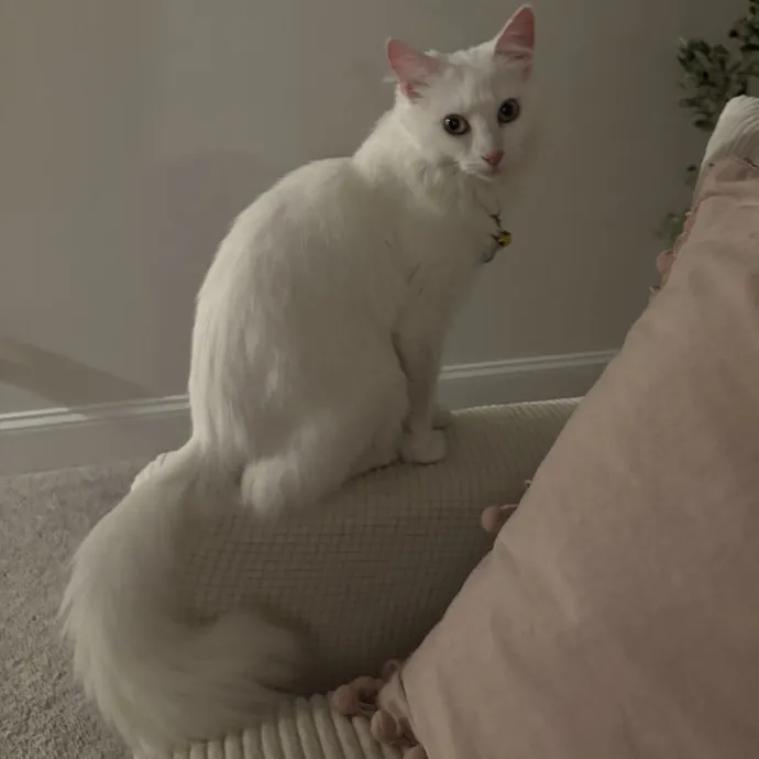 Cozy Calm Cat Corner