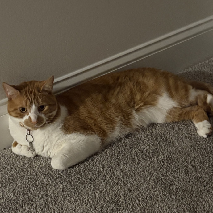 Cozy Calm Cat Corner