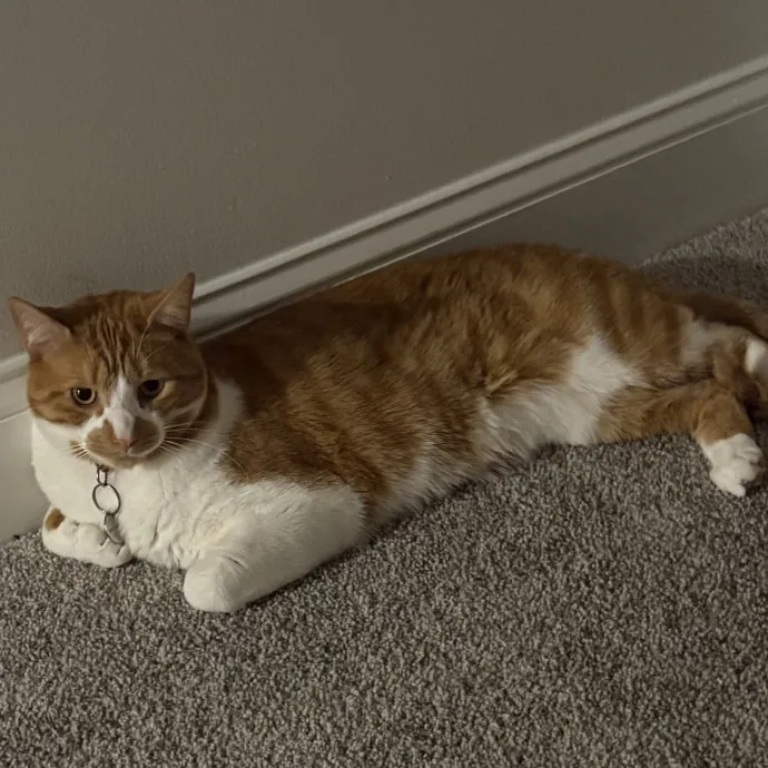 Cozy Calm Cat Corner