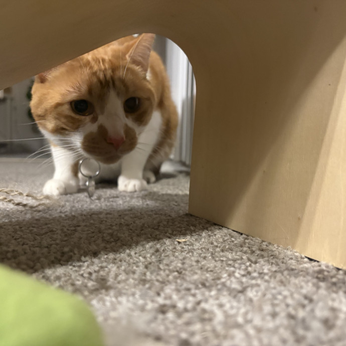 Cozy Calm Cat Corner