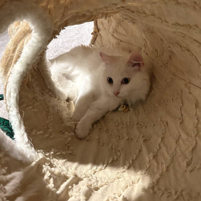 Cozy Calm Cat Corner