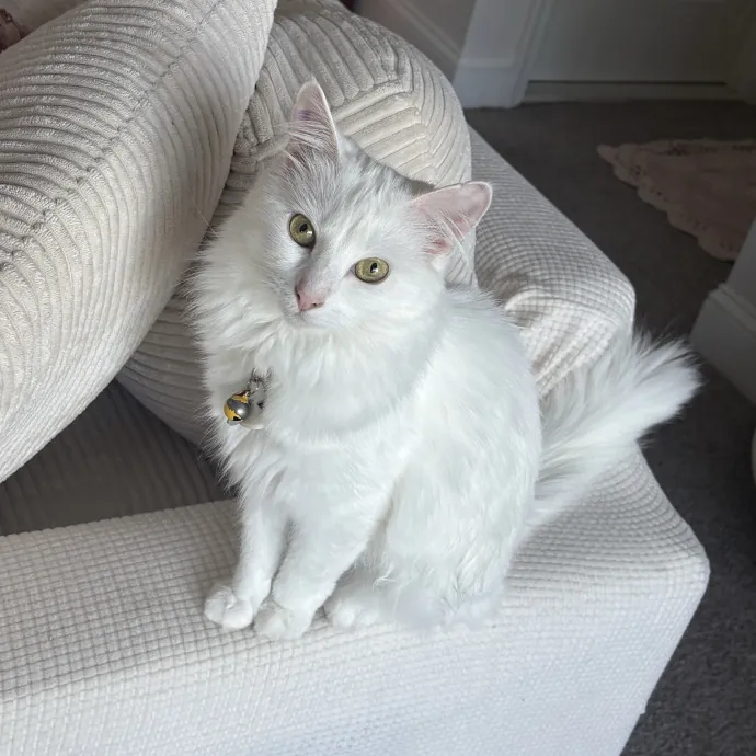 Cozy Calm Cat Corner