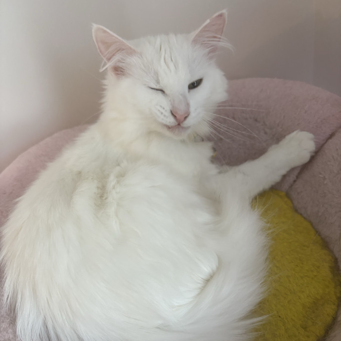 Cozy Calm Cat Corner