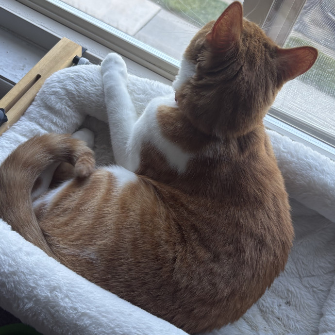 Cozy Calm Cat Corner
