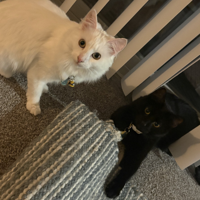Cozy Calm Cat Corner