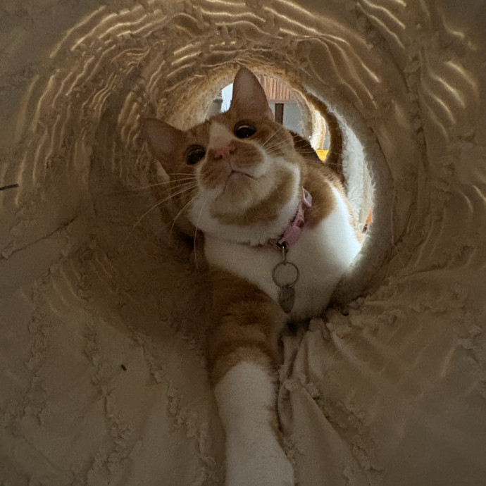 Cozy Calm Cat Corner