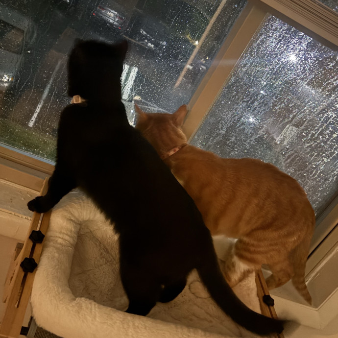 Cozy Calm Cat Corner