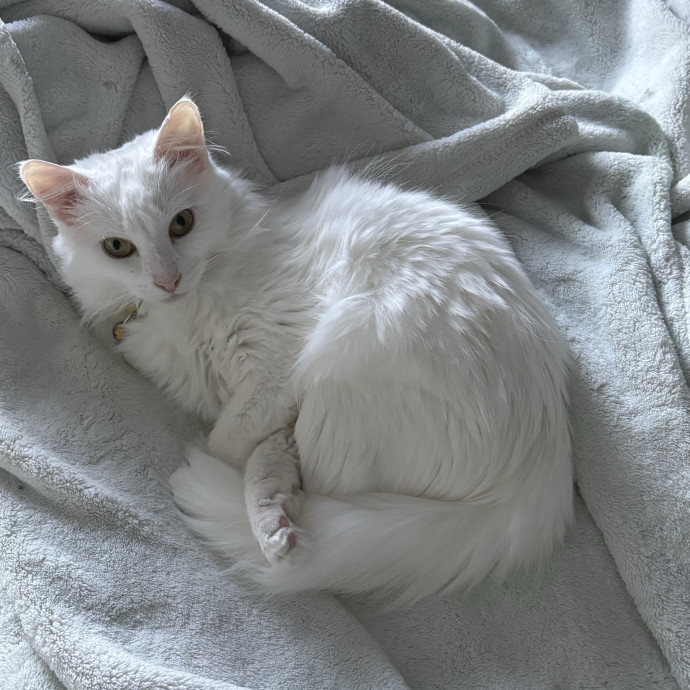 Cozy Calm Cat Corner photo 3