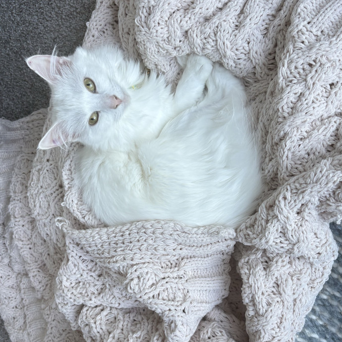 Cozy Calm Cat Corner photo 2